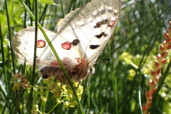 Parnassius phoebus sacerdos ; Petit apollon