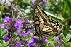 Papilio machaon, Machaon (Le)