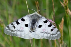 Parnassius apollo, Apollon (L')