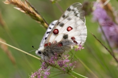 Parnassius apollo, Apollon (L')