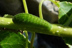 Iphiclides podalirius sur Prunus padus, Flambé (Le)
