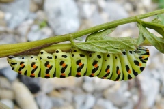 Papilio machaon ; Machaon (Le), Grand Porte-Queue (Le)