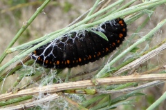 Parnassius apollo ; Apollon (L'), Parnassien apollon (Le)