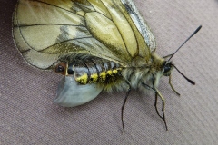 Parnassius mnemosyne, Semi-Apollon (Le)