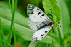 Parnassius mnemosyne, Semi-Apollon (Le)