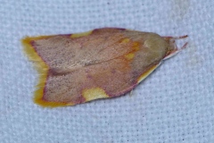 Carcina quercana ; Oecophore rosée, Phibalocère du hêtre