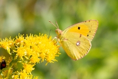 Colias crocea, Souci (Le)