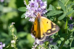Colias crocea, Souci (Le)