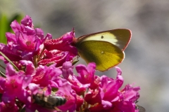 Colias palaeno, Solitaire (Le)