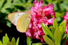 Colias palaeno, Solitaire (Le)