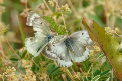 Colias phicomone, Candide (Le)