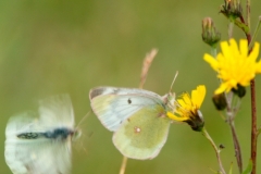 Colias phicomone, Candide (Le)