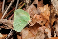 Gonepteryx rhamni, Citron (Le)