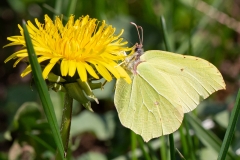 Gonepteryx rhamni, Citron (Le)
