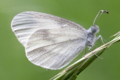 Leptidea sinapis (ou reali), Piéride du Lotier (La) (ou Piéride de Real (La))