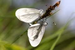 Leptidea sinapis (ou reali), Piéride du Lotier (La) (ou Piéride de Real (La))