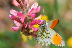 Anthocharis cardamines, Aurore (L')