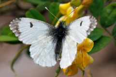 Anthocharis cardamines, Aurore (L')