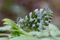 Anthocharis cardamines, Aurore (L')