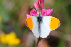 Anthocharis cardamines, Aurore (L')