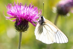Aporia crataegi ; Gazé (Le), Piéride de l'Aubépine (La), Piéride gazée (La), Piéride de l'Alisier (La), Piéride de l'Aubergine (La)