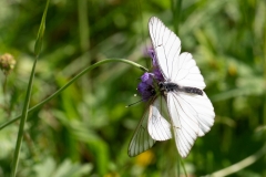 Aporia crataegi ; Gazé (Le), Piéride de l'Aubépine (La), Piéride gazée (La), Piéride de l'Alisier (La), Piéride de l'Aubergine (La)