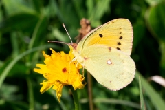 Colias crocea, Souci (Le)