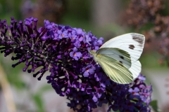 Pieris napi, Piéride du Navet (La)