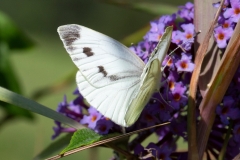 Pieris napi, Piéride du Navet (La)