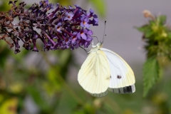 Pieris napi, Piéride du Navet (La)