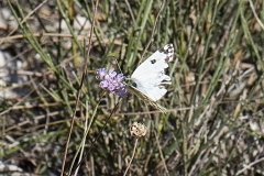 Pontia daplidice ou Pontia edusa, Marbré-de-vert (Le) ou Marbré de Fabricius