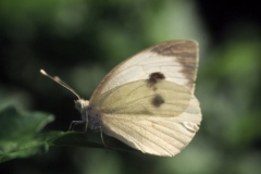 Pieris brassicae, Piéride du Chou (La), Grande Piéride du Chou (La), Papillon du Chou (Le)