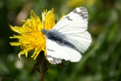 Euchloe simplonia, Piéride du Simplon (La)