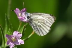 Pieris bryoniae, Piéride de l'Arabette (La)