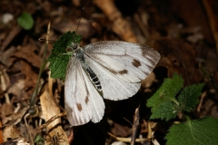 Pieris napi, Piéride du Navet (La)