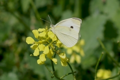 Pieris rapae ; Piéride de la Rave (La), Petit Blanc du Chou (Le), Petite Piéride du Chou (La)