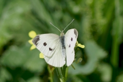 Pieris rapae ; Piéride de la Rave (La), Petit Blanc du Chou (Le), Petite Piéride du Chou (La)