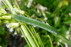 Anthocharis cardamines, Aurore (L')