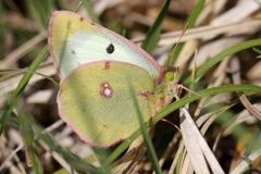 Colias hyale ; Soufré (Le), Piéride soufrée (La), Soufre (Le), Faux Soufré (Le) ou Colias alfacariensis ; Fluoré (Le)