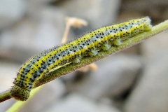 Euchloe simplonia ; Piéride du Simplon (La), Piéride de la Roquette (La)