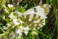 Euchloe simplonia ; Piéride du Simplon (La), Piéride de la Roquette (La)