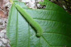 Gonepteryx rhamni ; Citron (Le), Limon (Le), Piéride du Nerprun (La)