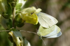 Pieris mannii ; Piéride de l'Ibéride (La), Piéride jumelle (La)