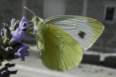 Pieris mannii ; Piéride de l'Ibéride (La), Piéride jumelle (La)