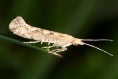 Plutella xylostella ; Teigne des crucifères (La), Teigne des choux (La)