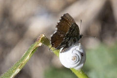 Cacyreus marshalli, Brun du pélargonium (Le)