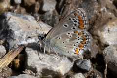 Aricia agestis, Collier-de-corail (Le) ou Aricia artaxerxes, Argus de l'Hélianthème (L')