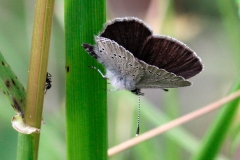 Cupido minimus, Argus frêle (L