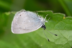 Cupido minimus, Argus frêle (L