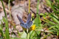 Cyaniris semiargus, Azuré des Anthyllides